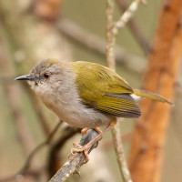 Green-backed Camaroptera